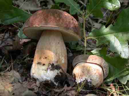  Image name: 41 Porcino.jpg 
 width: 450 pixel 
 height: 338 pixel 
 Size: 12348 bytes 
 Click to enlarge 